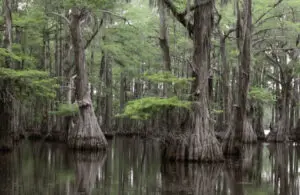 Cypress Swamp