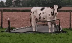 NASA Cow