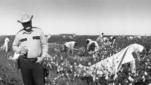 Picking cotton