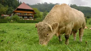 article germany black forest gutach vogtsbauernhof open air museum