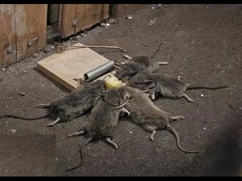 Rat Trap caught mouse at night - YouTube