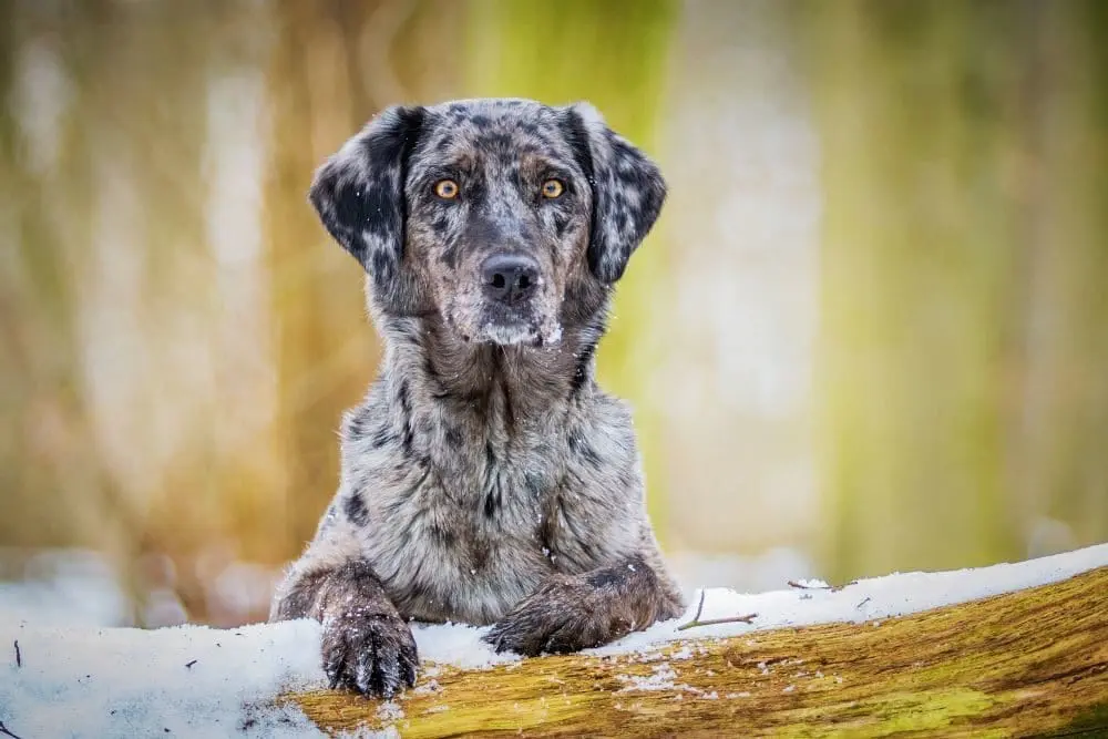 A dog lying on a log in the snow Description automatically generated