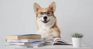 smart dog